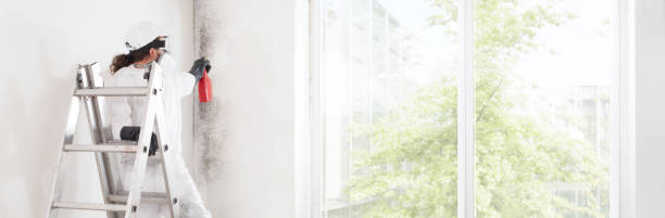 Best Mold Damage Restoration  in Pupukea, HI